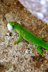 Phelsuma madagascariensis – gecko, Madagascar nature