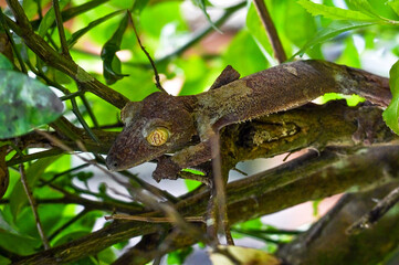 Fototapeta premium Leaf-tailed Gecko / Uroplatus phantasticus, Madagascar nature