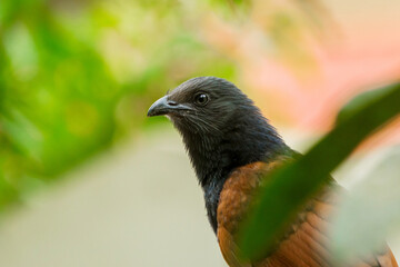 greater coucal