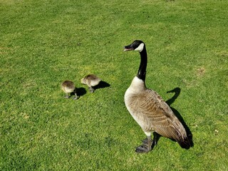 canadian goose on a meadow