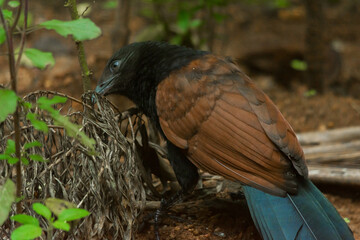 greater coucal