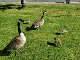 Goose family 