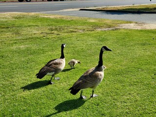 country goose on the grass