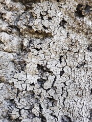bark of a tree