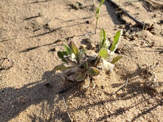plant in the sand