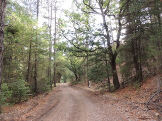Naklejka premium road in the woods
