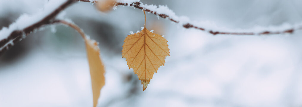 Yellow leaves and birch catkins covered first snow. Winter or late autumn, beautiful nature, frozen leaf on a blurred background, it's snowing. Natural seasonal tree branches close-up. Photo banner