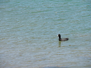 duck on the water