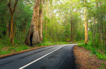 Forest Road in Borunup, Western Australia