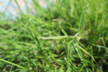 芝にいるカマキリ