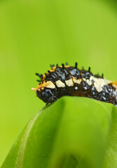 caterpillar on leaf
