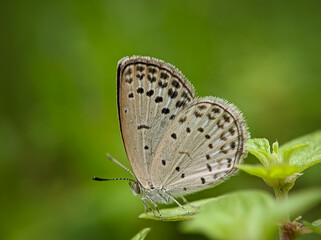 Fototapeta na wymiar Closeup of butterfly 