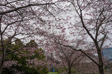 cherry blossom cloudy sky from below