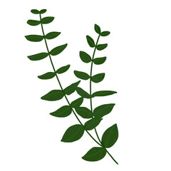 Hand drawn Green leaf and leaves illustrative