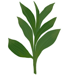 Hand drawn Green leaf and leaves illustrative