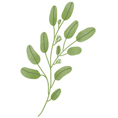Fototapeta premium Hand drawn Green leaf and leaves illustrative