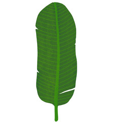 Hand drawn Green leaf and leaves illustrative