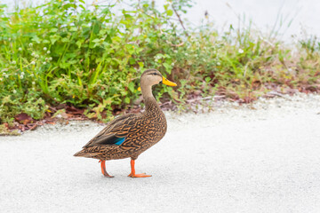 Mottled duck walking on a lake shore in J.N. Ding Darling NWR.Florida.USA