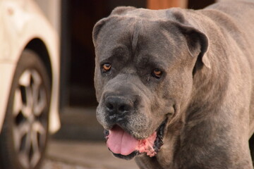 portrait of a dog cane corso italian mastiff