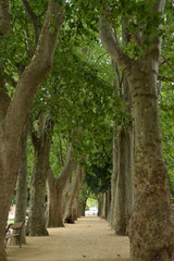 Fototapeta premium tree in the park