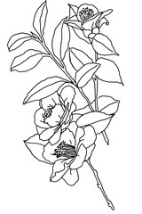 hand drawn outline flower and plants