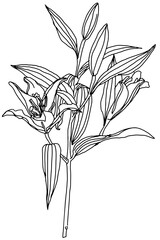 hand drawn outline flower and plants