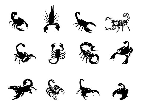 Scorpion Image. silhouette scorpion vector. Scorpion Royalty Free Vector Image. Scorpion picture