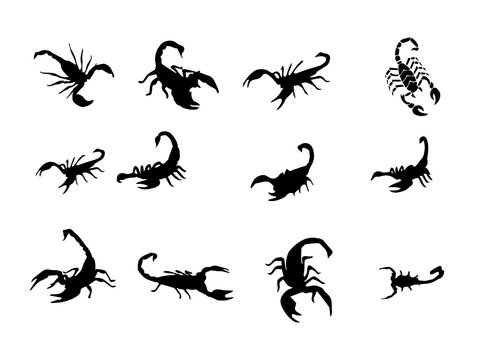 Scorpion Royalty Free Vector Image. simple scorpion vecto. Scorpion Image. Scorpion Vector Image