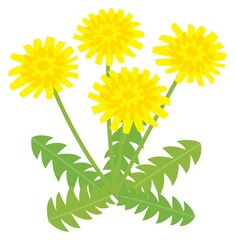 春のタンポポの花