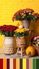 Palette of autumn colors and beautiful potted fresh chrysanthemum flowers and pumpkins near yellow brick wall