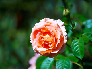 美しく咲き誇る薔薇園