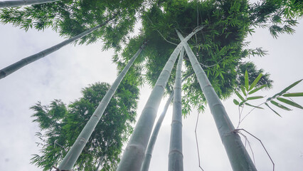 The bamboo trees are tall under the green sky with white clouds naturally in the forest garden.