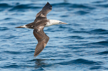 Northern Gannet, Morus bassanus