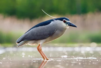 Foto op Canvas Kwak, Black-crowned Night Heron, Nycticorax nycticorax © Marc