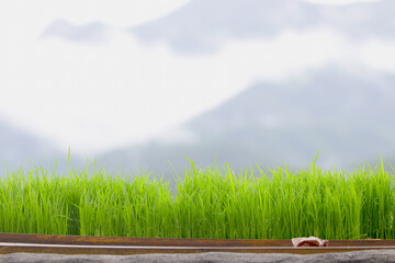 Green Grass Border With fog and mountain Background