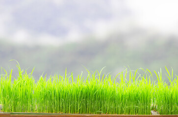 Green Grass Border With fog and mountain Background