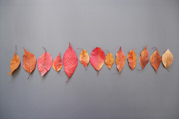 Autumn fallen leaves background. autumn background yellow, red and orange color fallen leaves on dark and gray background.