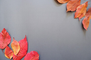 Autumn fallen leaves background. autumn background yellow, red and orange color fallen leaves on...