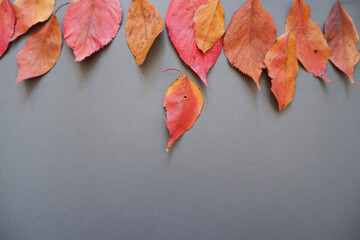 Autumn fallen leaves background. autumn background yellow, red and orange color fallen leaves on dark and gray background.