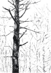 Tree trunk with branches. Ink on paper.