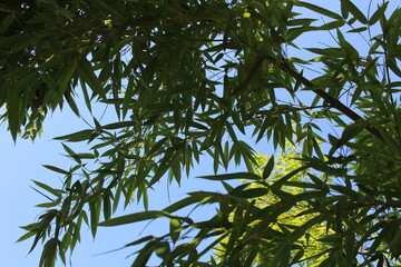 tree branches against the sky