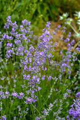 Blooming lavender in a field at sunset.