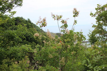 blue sea and beautiful tree branches