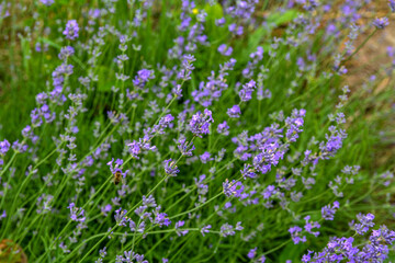 Blooming lavender in a field at sunset.