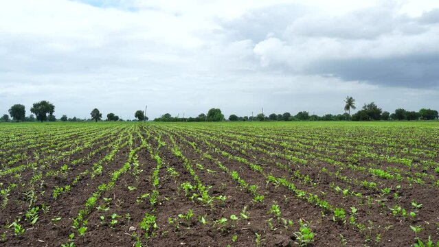 Green agriculture field in india.