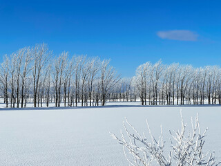 Blue sky, frost covered tree and snow field