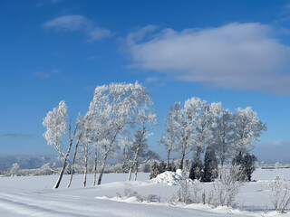 Snowy snow fields and trees