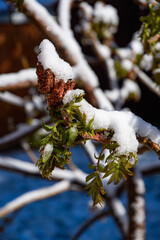 Frische Knospen mit Schnee im Frühling
