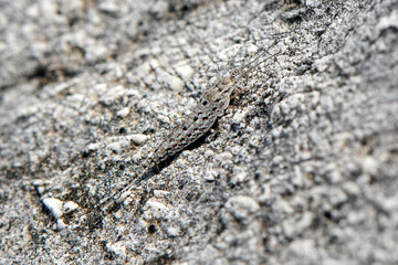 Felsenspringer // jumping bristletail (Archaeognatha) - Skutarisee, Lake Skadar, Montenegro