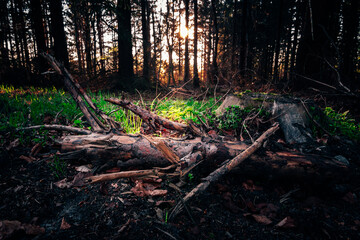 Sonne blinzelt durch das Unterholz im Wald